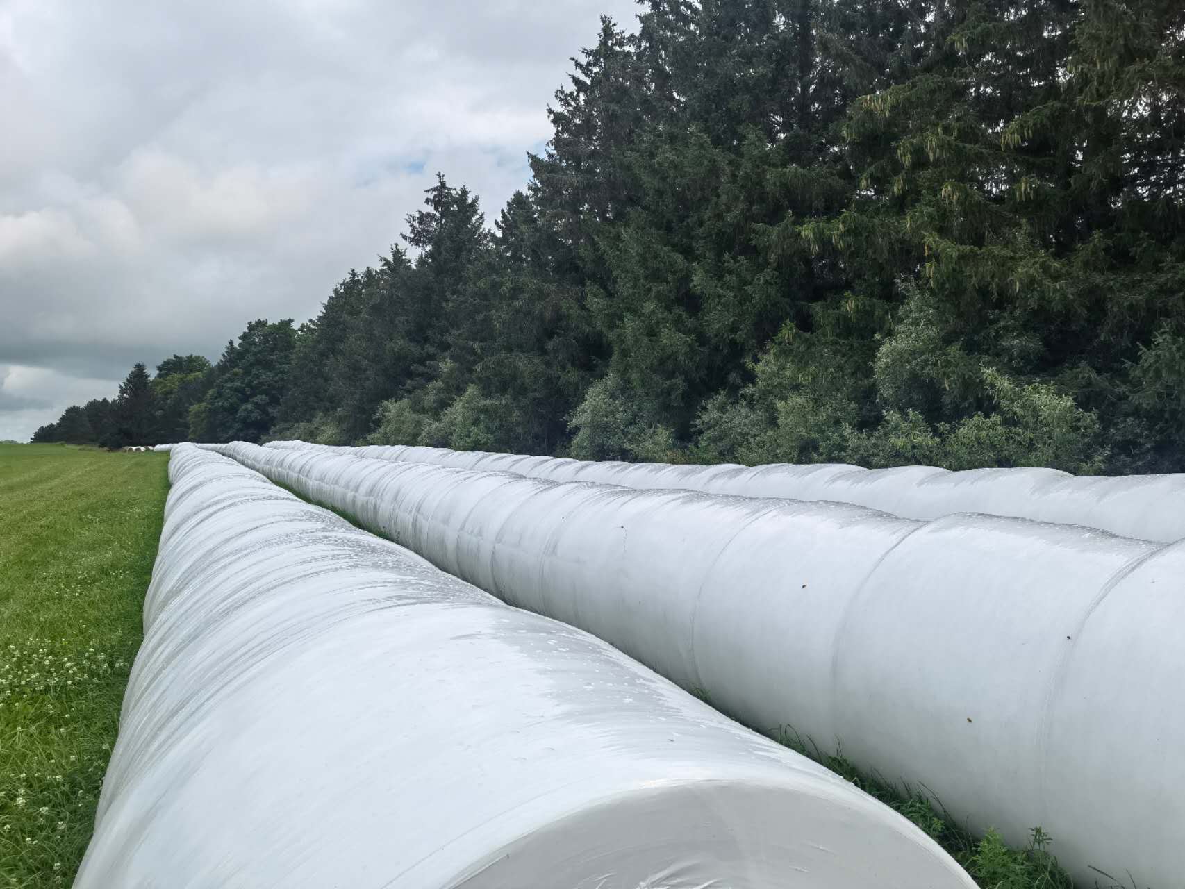 Silage Wrap Film